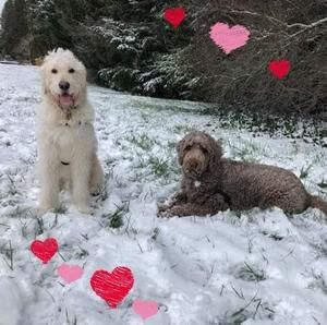 Meet your Posher, Viorica